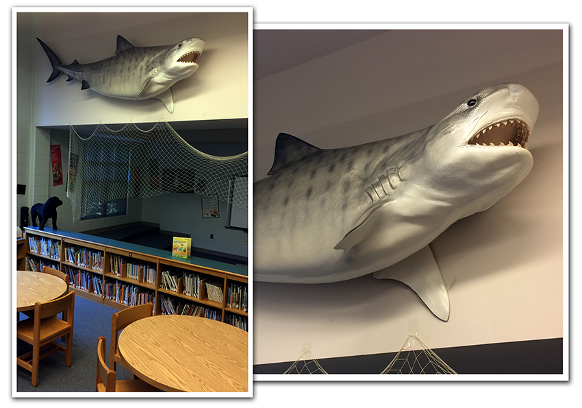 Two color photographs of the tiger shark in the library. One is a close-up showing the shark from dorsal fin to snout. Its mouth is open and rows of sharp teeth are visible. The second photograph is wider, showing the shark on the wall above the reading area with book shelves and circular reading tables beneath it. 
